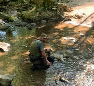 Homem Resgata Cachorro Desidratado Nos Ombros E Salva A Sua Vida