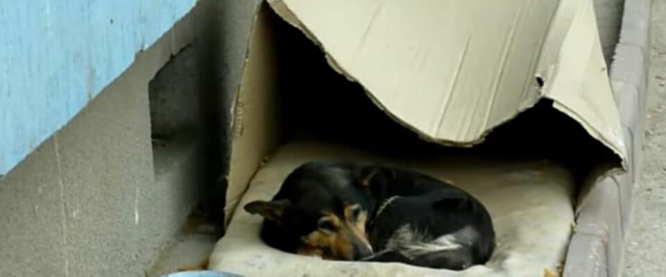 Cão de rua vivia em uma caixa de papelão foi resgatado e sua vida mudou