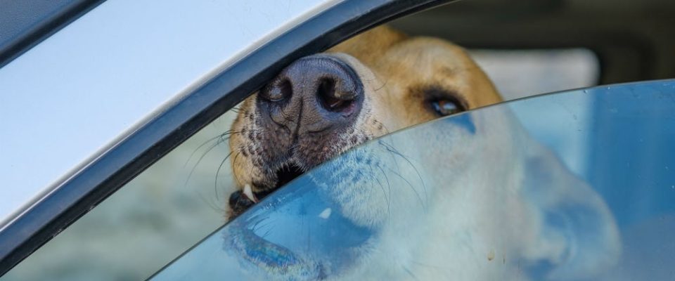 Uma mulher é multada em R$2 mil por deixar cachorro sozinho dentro do automóvel