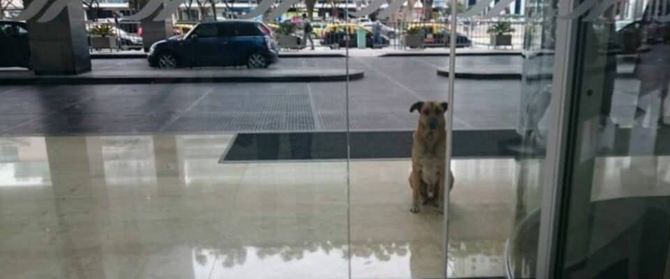 Aeromoça adotou um cachorro que estava sempre esperando ela na porta do hotel