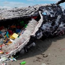 Baleia é achada morta com 40 quilos de plástico no estômago