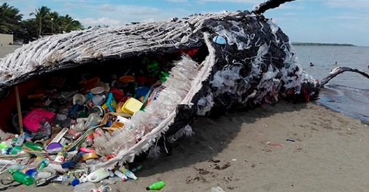 Baleia é achada morta com 40 quilos de plástico no estômago