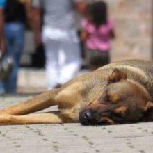 Brasil deverá ter Disque Denúncia para maus-tratos contra animais