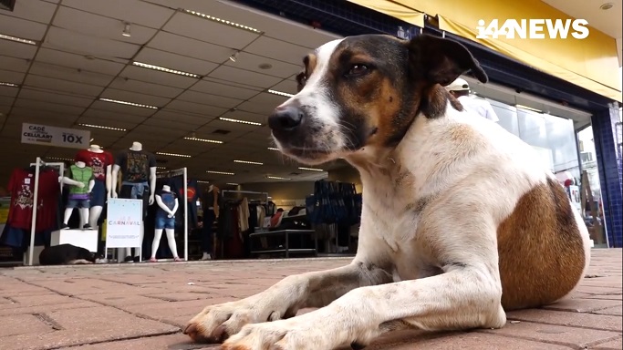Cães de rua ganham ração, casinha e muito amor no comércio de Campo Mourão