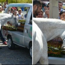 Cavalo triste se aproxima para dar o último adeus no funeral de seu melhor amigo humano