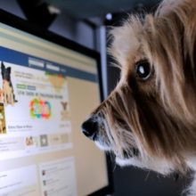 Facebook proíbe venda de animais na rede social: se você ver pode denunciar as publicações