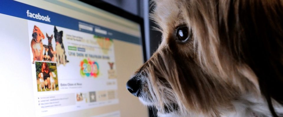 Facebook proíbe venda de animais na rede social: se você ver pode denunciar as publicações