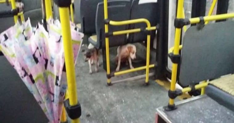 Motorista deixa cães de rua entrarem em ônibus em dia de chuva e frio