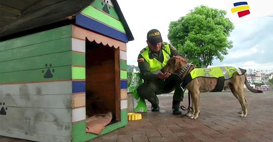 Projeto transforma Cães de rua em cães policiais na Colômbia