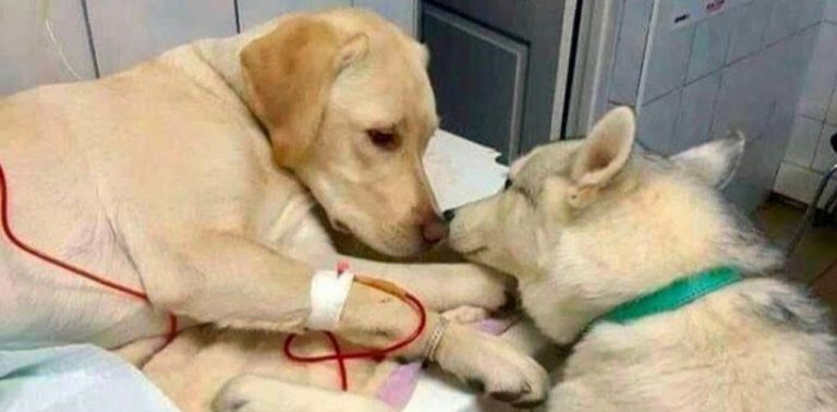 Cachorrinho conforta amigo doente em clínica veterinária e faz sucesso nas redes sociais