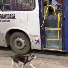 Motorista de ônibus faz uma parada todos os dias para alimentar um cachorro