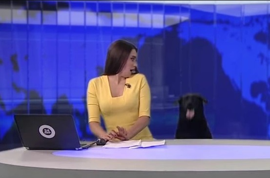 Cachorro escapa e invade telejornal ao vivo e deixa jornalista sem ação