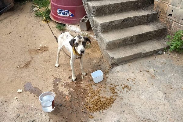 Cão que estava acorrentado é resgatado em Vila Velha – ES