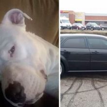 Homem colocou a venda seu carro para salvar a vida de seu cachorro