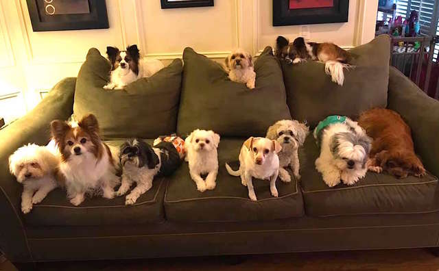 Jovem consegue reunir 11 cachorros para tirar a foto perfeita