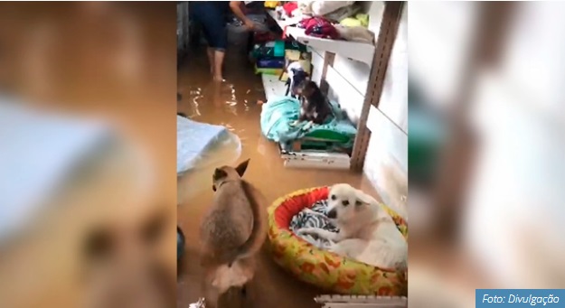Abrigo de animais carentes alaga e cães morrem afogados em Vitória-ES