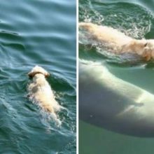 Cãozinho pula no mar todos os dias para nadar com seu amigo golfinho