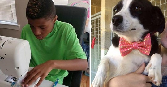 Jovem faz lindos laços para ajudar cães e gatos abandonados a serem adotados