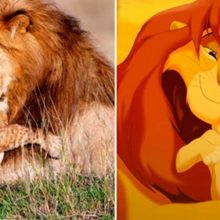 Foto vira viral do Mufasa e Simba do filme Rei Leão da vida real