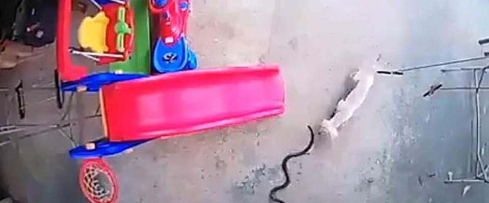 Cães brigam com cobra até a morte para salvar um bebê