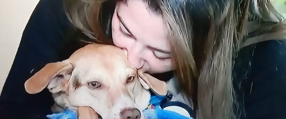 Depois de 6 dias, mulher consegue reencontrar seu cão perdido em acidente de carro
