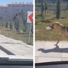 Homem vê cachorro abandonado levando tigela de comida e decide seguir ele
