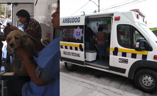 México terá sua primeira ambulância para atender cães atropelados ou maltratados