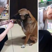Mulher vê um cão na porta de sua farmácia e percebe que ele está pedindo ajuda