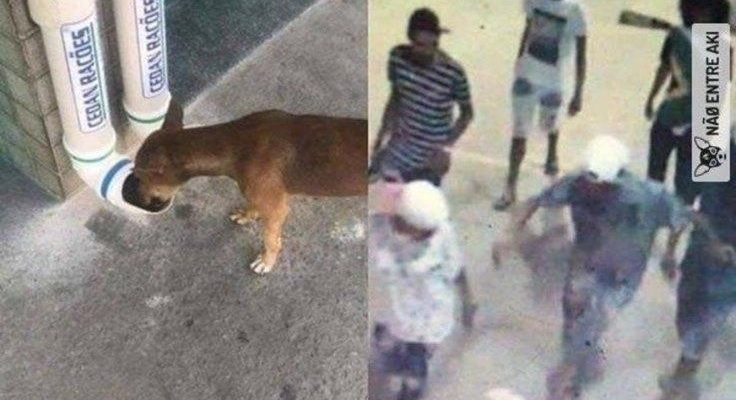 Pessoas de má fé destroem comedouros instalados para cães de rua