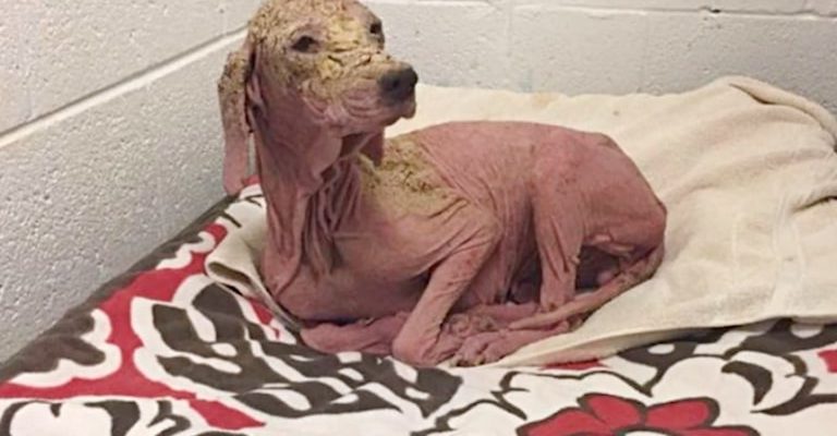 Um homem salva um cão que estava quase morrendo no deserto, um ano depois, a vê novamente e não consegue parar de chorar