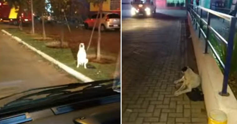 Cão perseguiu ambulância com o dono por 2,5 km até hospital