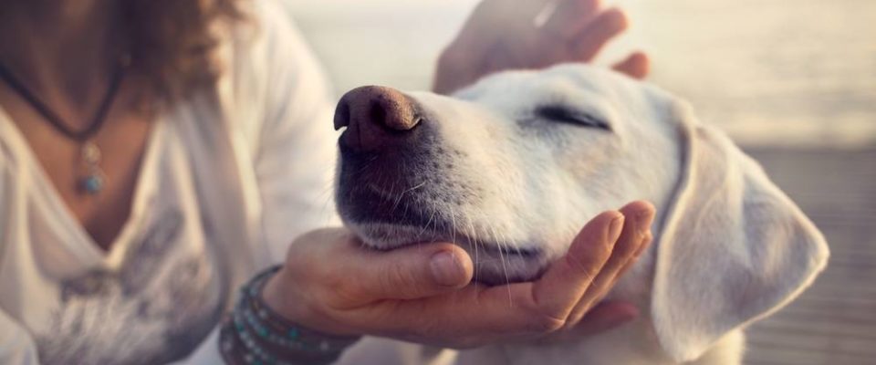 Fazer carinho em cachorros e gatos por 10 minutos já diminui os níveis de estresse