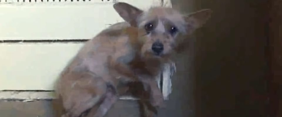 Cãozinho abandonado foi resgatado por um homem e olha o que aconteceu