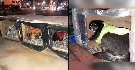 Herói anônimo fez casinhas térmicas para cães de rua resistirem ao frio