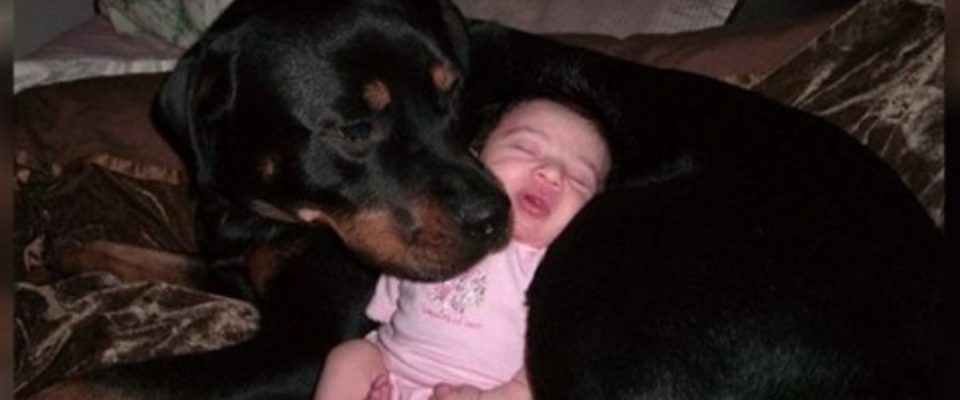 Um cachorro cuidou de um bebê abandonado a noite inteira e salvou sua vida