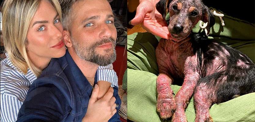 Bruno Gagliasso e Giovanna Ewbank adotam cachorrinha abandonada em estrada