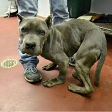 Cão ficou com o corpo todo torto após ficar preso 2 anos em uma gaiola