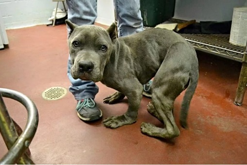 Cão ficou com o corpo todo torto após ficar preso 2 anos em uma gaiola