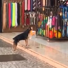 Cãozinho “furta” brinquedo de pelúcia de uma loja e o vídeo viraliza na internet