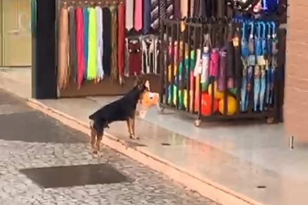 Cãozinho “furta” brinquedo de pelúcia de uma loja e o vídeo viraliza na internet