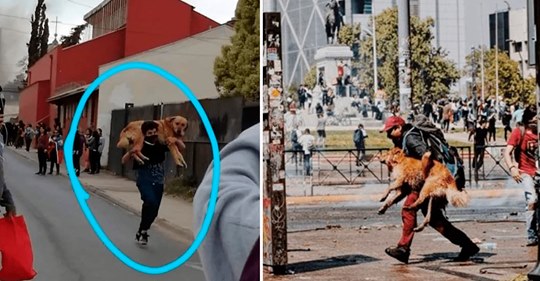 Homens carregam cachorros para salvá-los do gás lacrimogêneo no Chile