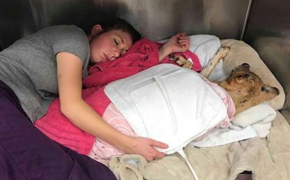 Veterinária dorme com o cão queimado para que ele não se sinta desprotegido