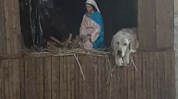 Cachorro abandonado encontrou um cantinho no presépio do lado de José e Maria