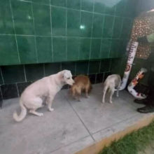 Cães de rua fazem fila para se alimentar em comedouros