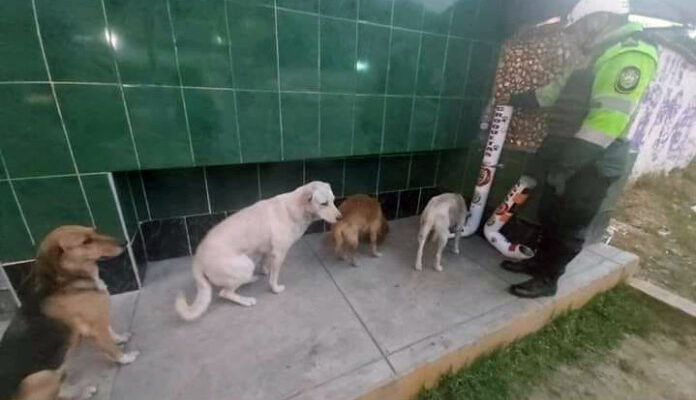 Cães de rua fazem fila para se alimentar em comedouros