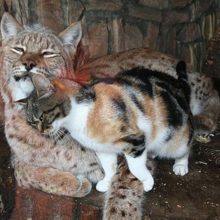 Gato invade jaula de Lince no zoológico e eles acabam se tornando grandes amigos