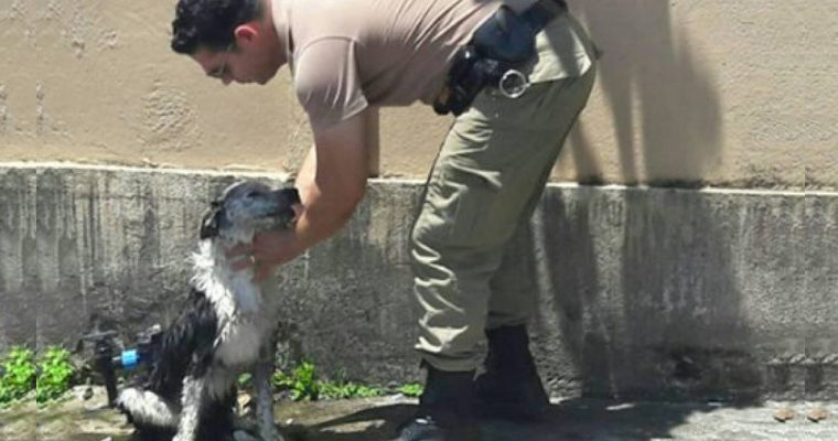 Policial dá banho em cachorro que desmaiou de calor nas ruas de Joinville