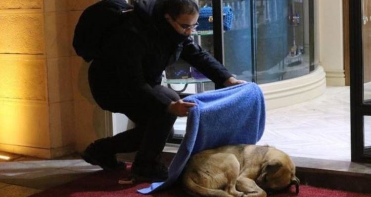 Um dentista passa as noites cobrindo cães de rua com cobertores durante o inverno