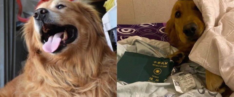 Cachorro causa comoção na internet após “salvar” dona de enfrentar o coronavírus