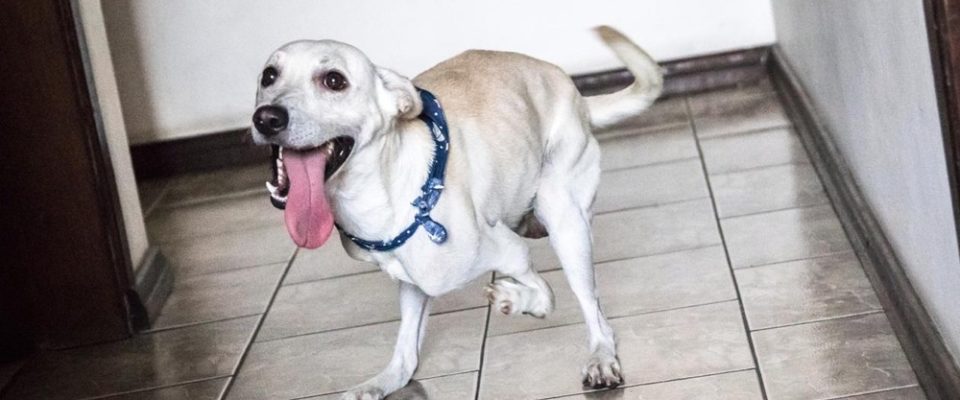 Cachorro deficiente que foi abandonado tem 20 interessados na sua adoção